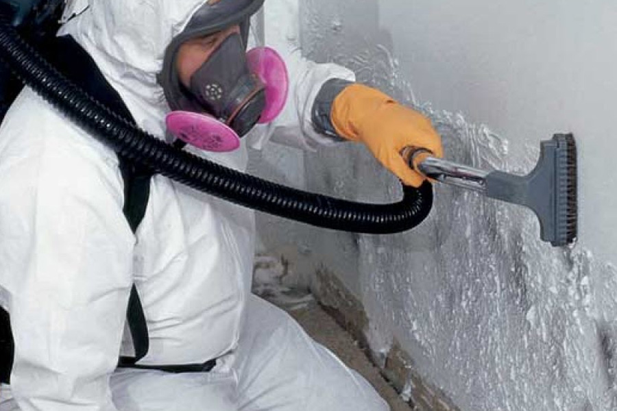 Black Mold Removal in Baltimore A Comprehensive Guide